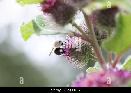 Natural World - Nahaufnahme einer schrillen Carder Biene / Bombus sylvarum, die auf einer violett blühenden Kleinwabengras/Arctium Minus auf Nahrungssuche geht Stockfoto