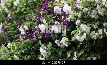 Old English Romantic Gardens - Nahaufnahme von weißen Wanderrosen & lila Blüten Clematis / Clematis viticella L.growing auf einer umrahmten Gartenlaube Stockfoto