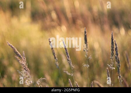 Tall fescue wächst auf einem offenen Feld Stockfoto