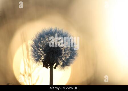 Dandelion bei Sonnenaufgang zur goldenen Stunde Stockfoto