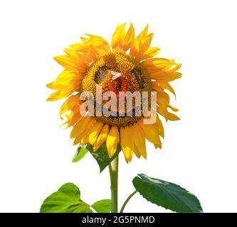 Sonnenblume isoliert auf weißem Hintergrund. Fröhliches Gesicht mit Augen und Mund. Der Schmetterling saß auf der Nase. Gelbe Blume mit reifen Samen. Lächeln und lustig Stockfoto