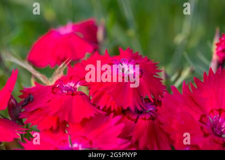 Auf dem Rasen wachsen viele rote Kornblumen Stockfoto