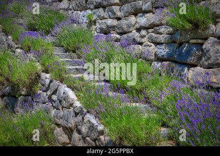 DE - BAVARIA: Lavendel (Lavandula angustifolia) entlang der Gartentreppe Stockfoto