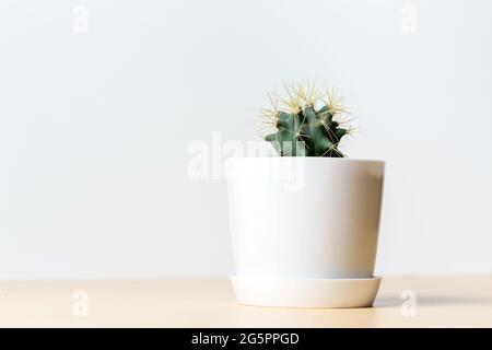 Seitenansicht des grünen runden Kaktus mit langen Stacheln in einem weißen Topf auf hellem Hintergrund Stockfoto