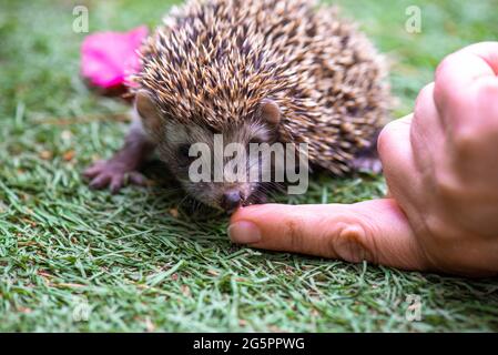 Niedliches Igel-Baby auf einer Wiese mit Blumen Stockfoto