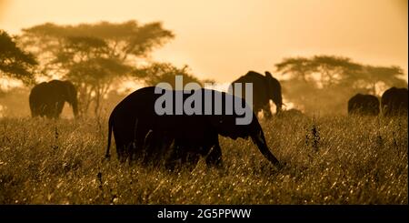 Der afrikanische Buschelefant ist auch als der afrikanische Savannenelefant bekannt Stockfoto