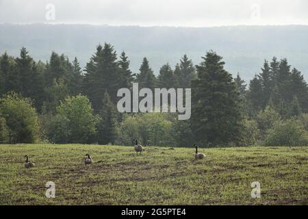 Gänse auf einem Feld im Frühjahr Stockfoto