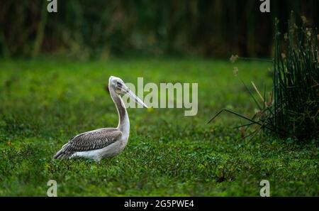 Junger Gelbschnabelstorch. Der Gelbschnabelstorch Stockfoto