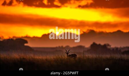 Grant's Gazelle beim Sonnenaufgang im Grasland Stockfoto