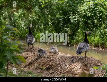 Ein Nest mit jungen Gänsen Stockfoto