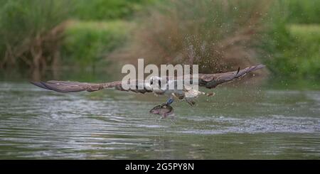 Nahaufnahme eines Fischadlers (Pandion haliaetus), dessen Flügel sich vollständig ausdehnen, während er eine Regenbogenforelle aus dem Wasser hebt. Rutland, Großbritannien Stockfoto