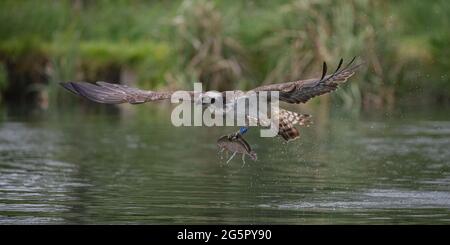 Ein Fischadler (Pandion haliaetus), der mit einer Forelle, die er gerade gefangen hat, von der Wasseroberfläche abhebt. Stockfoto