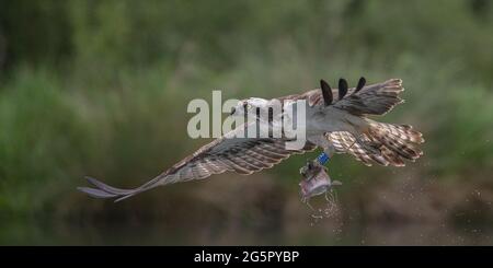 Action-Aufnahme eines Fischadlers (Pandion haliaetus), der mit einer großen Forelle nach Hause fliegt, die er gerade gefangen hat. Rutland, Großbritannien