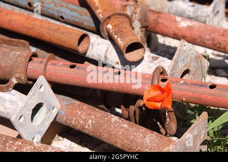 Mohn (Papaver rhoeas) wächst auf einer Baustelle, Deutschland Stockfoto