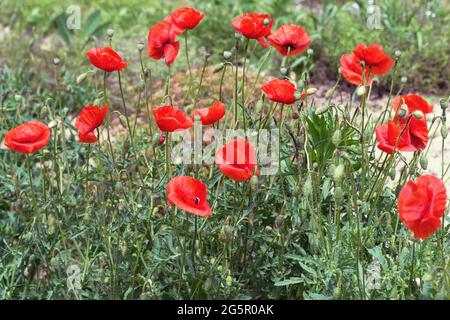 Schöne Mohnblumen auf einem Blumenbeet im Garten. Stockfoto