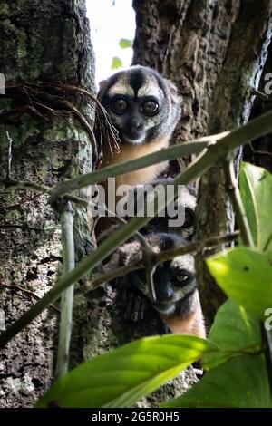 Der peruanische Nachtaffen (Aotus miconax) ist auch als Eulenaffe bekannt. Stockfoto