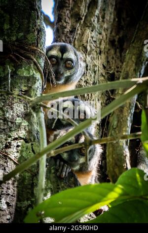 Der peruanische Nachtaffen (Aotus miconax) ist auch als Eulenaffe bekannt. Stockfoto