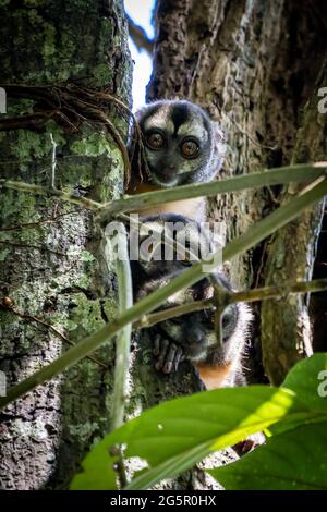 Der peruanische Nachtaffen (Aotus miconax) ist auch als Eulenaffe bekannt. Stockfoto