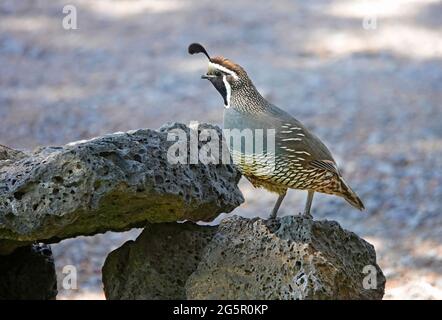 Ein Männchen, eine kalifornische Wachtel (Callipepla californica), die als „Wachvögel“ für ein Weibchen mit Küken fungiert, während sie sich ernähren. Stockfoto