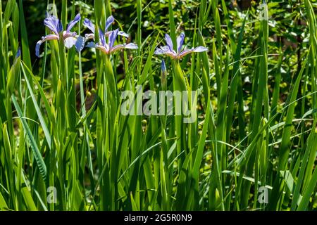 Grüne saftige Pflanzenblätter wachsen im Garten. Das Foto wurde in Tscheljabinsk, Russland, aufgenommen. Stockfoto