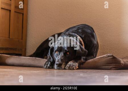 Ein schwarzer labrador Retriever Hund liegt am Bett und schaut traurig Stockfoto