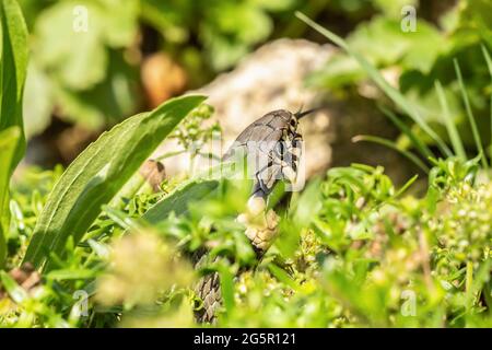 Nahaufnahme einer Grasschlange, die in einem Garten kriecht Stockfoto