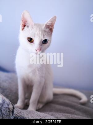 Ich kann den ganzen Tag fotografieren, da ich Zugang zu meinen Lieblingskatzenmodellen habe :) Stockfoto