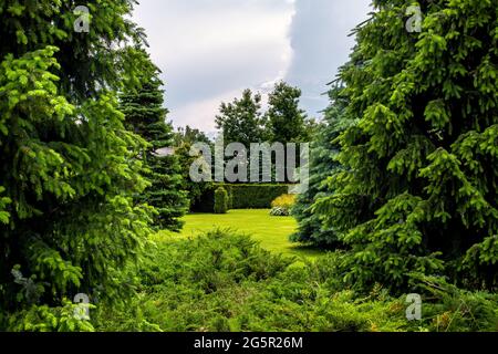 Ein dichter Kiefernpark mit dornigen Bäumen in der Mitte einer Wiese mit grünem Gras Waldlandschaft bei bewölktem Wetter an einem Sommertag, niemand. Stockfoto