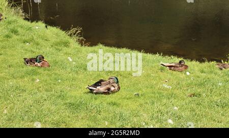 Stillleben Fotografie, Naturleben, ruhiges Leben, Bäume Blumen Wälder Stockfoto