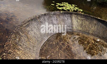 Stillleben Fotografie, Naturleben, ruhiges Leben, Bäume Blumen Wälder Stockfoto