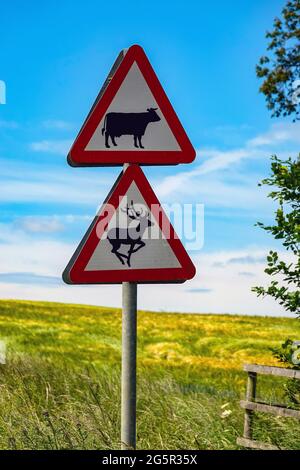 Straßenschild mit Kuh und Hirsch auf dem Land, Bedale, North Yorkshire, England, Großbritannien Stockfoto