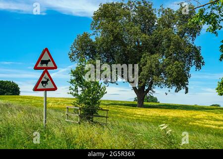 Straßenschild mit Kuh und Hirsch auf dem Land, Bedale, North Yorkshire, England, Großbritannien Stockfoto