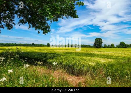 Große Felder von Getreide, Gerste, wächst bei Sommerwetter, Bedale, North Yorkshire, England Stockfoto