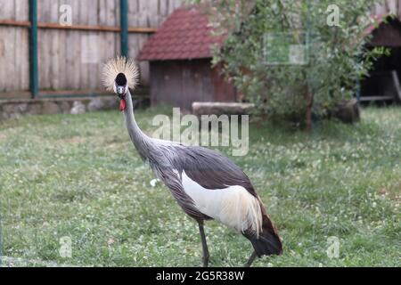 Belgrad, Serbien - 25. Juni 2021 der schwarz gekrönte Kranich (Balearica pavonina), der an einem Sommertag durch das Schutzglas im Belgrader Zoo blickt Stockfoto