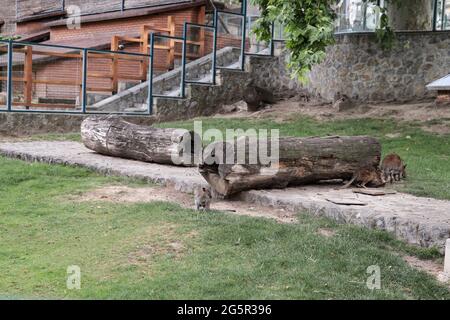 Belgrad, Serbien - 25. Juni 2021 Wallaby spielt einen großen Käfig und schaut an einem Sommertag durch das Schutzglas im Belgrader Zoo Stockfoto