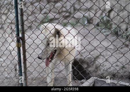 Belgrad, Serbien - 25. Juni 2021 Wilder weißer Wolf in einem Käfig, Blick durch den Schutzdraht im Belgrader Zoo an einem Sommertag Stockfoto