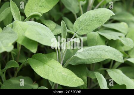 Salvia officinalis (Salbei, auch Gartensalbei, Salbei oder kulinarischer Salbei) ist ein mehrjähriges Kraut, immergrüner Unterstrauch im britischen Garten, Sommer Juni 2021 Stockfoto