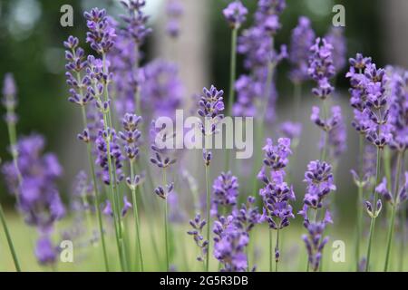 Mehrjährige Kräuter 'English Lavender' wächst im Topf im britischen Garten, Sommer Juni 2021 Stockfoto