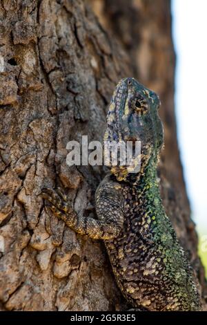 Eine weibliche Southern Tree Agama, Acanthocercus atricollis, gegen einen Baumstamm im Krüger National Park, Südafrika Stockfoto