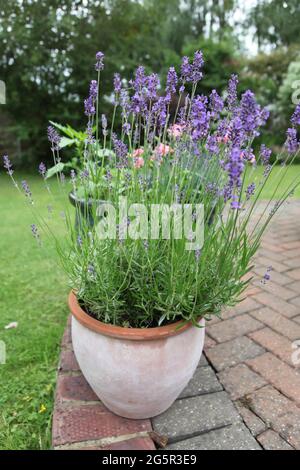 Mehrjährige Kräuter 'English Lavender' wächst in Terrakotta-Topf im britischen Garten, Sommer Juni 2021 Stockfoto