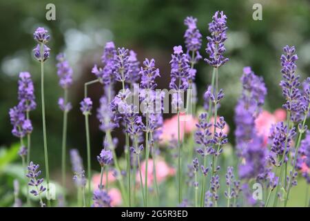 Mehrjährige Kräuter 'English Lavender' wächst im Topf im britischen Garten, Sommer Juni 2021 Stockfoto