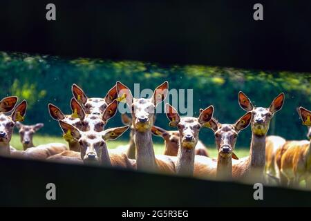 Eine Herde weiblicher Rothirsche, die für Wildtiere gezüchtet werden, mit Blick auf die Kamera in Hornby, Hornby Castle, North Yorkshire Stockfoto