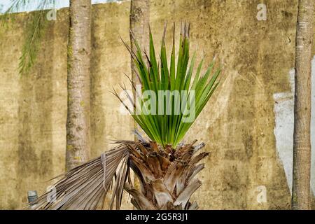 Nahaufnahme einer wachsenden Palme Stockfoto