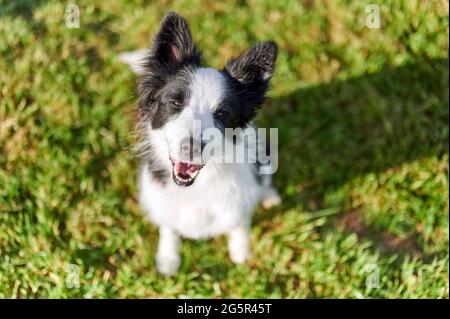 Schöne Border Collie Welpen Porträt Stockfoto