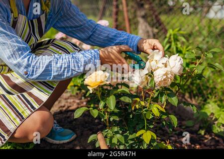 Frau deadheading englischen Rosen im Sommergarten. Gärtner schneidet trockene Blumen mit dem Baumschneider ab. Stockfoto