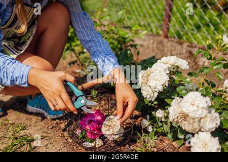 Frau Deadheading verbrachte Rosenblüten im Sommergarten. Gärtner schneidet trockene Blumen mit dem Baumschneider ab. Stockfoto