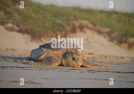 Eine Karettschildkröte kehrt in den Ozean zurück, nachdem sie am Strand ein Nest gelegt hat. Stockfoto