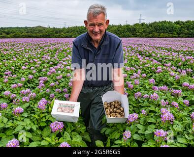 Luffness Mains Farm, East Lothian, Schottland, Großbritannien, 29. Juni 2021. Erste lokale neue Kartoffelernte: Maris-Peer-Kartoffeln blühen zur Ernte bereit. Neuere Arten werden gezüchtet, um keine Blüten zu haben, um bei der nächsten Ernte keine Samen zu bekommen. Farmmanager Geert Knottenbelt gräbt einen Abschnitt, um den Ertrag zu schätzen. Der Hof ist einer der größten Lieferanten von Kartoffeln an Supermärkte in der Grafschaft. Die neuen Kartoffeln müssen weniger als 45 mm betragen. In diesem Jahr wird die Farm 1kg-Boxen in Margiotta-Lebensmittelgeschäften in den umliegenden Dörfern verkaufen, um mehr Produkte vor Ort zu verkaufen Stockfoto