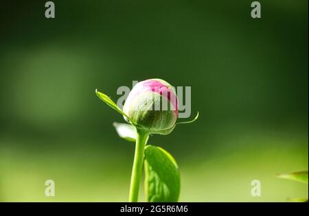 Eine Pfingstrose im Garten am Eröffnungspunkt auf diesem Foto, das an einem warmen Frühlingstag aufgenommen wurde Stockfoto