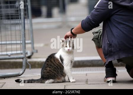 London, England, Großbritannien. Juni 2021. Larry, die Katze von 10 Downing Street, ist im Pressestift zu sehen. Kredit: Tayfun Salci/ZUMA Wire/Alamy Live Nachrichten Stockfoto